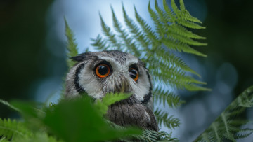 Картинка животные совы природа сова птица