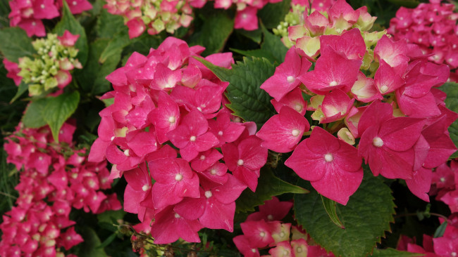 Обои картинки фото цветы, гортензия, розовая, куст