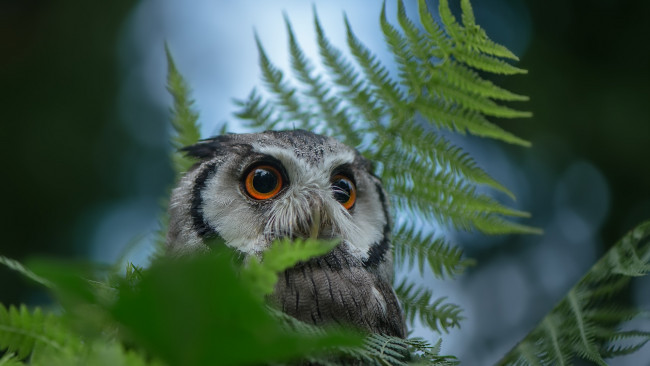 Обои картинки фото животные, совы, природа, сова, птица