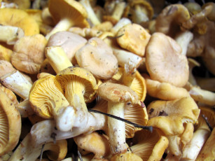 обоя еда, грибы,  грибные блюда, лисички