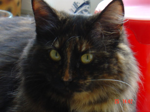 Картинка сафи животные коты