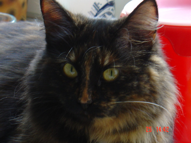 Обои картинки фото сафи, животные, коты