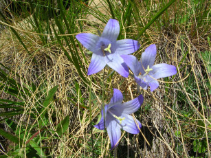 Картинка цветы приэльбрусья колокольчики