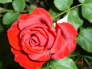 Картинка цветы розы