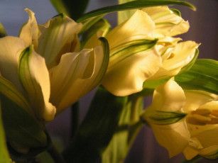 Картинка цветы