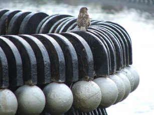 Картинка разное