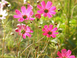 Картинка цветы космея