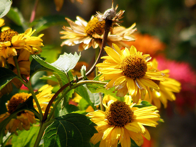 Обои картинки фото цветы, гайлардии, гелениумы