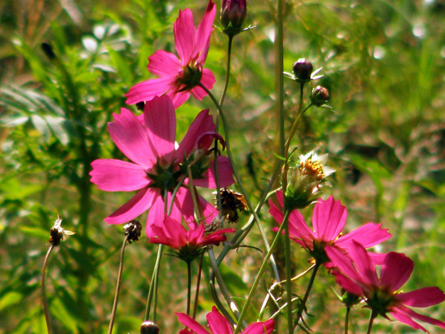 Обои картинки фото цветы, космея