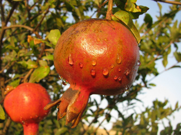 Обои картинки фото природа, плоды