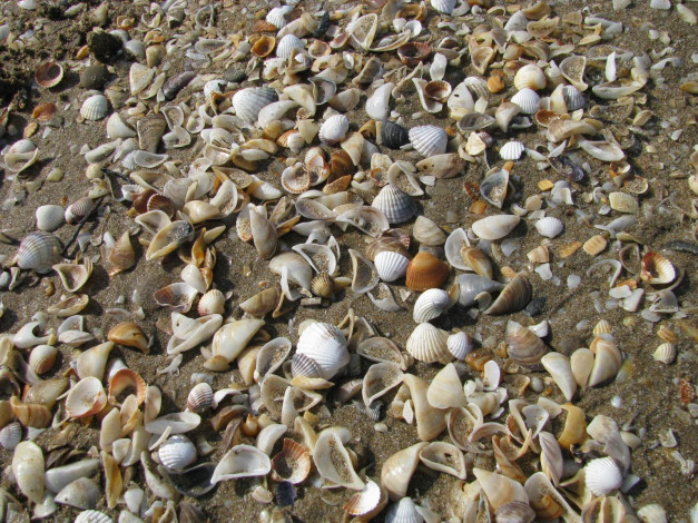 Обои картинки фото разное, ракушки, кораллы, декоративные, spa, камни