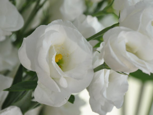 Картинка цветы эустома