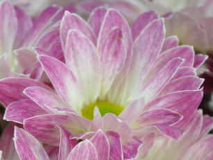 Картинка цветы хризантемы