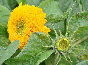 Картинка цветы подсолнухи