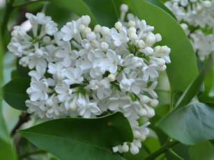 Картинка цветы сирень