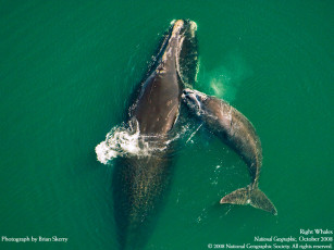 Картинка животные киты кашалоты