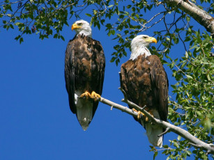 Картинка животные птицы хищники