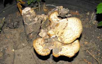 Картинка природа грибы