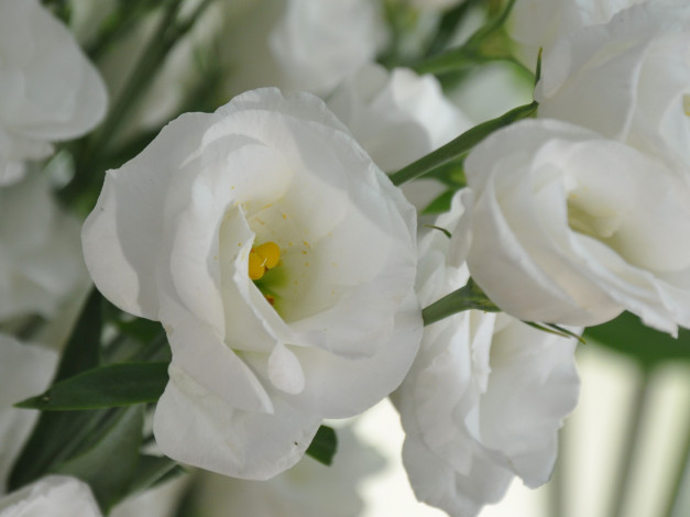 Обои картинки фото цветы, эустома