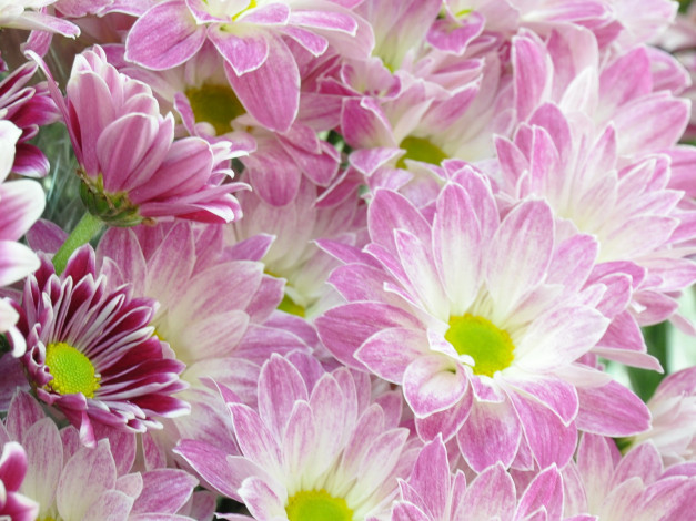 Обои картинки фото цветы, хризантемы