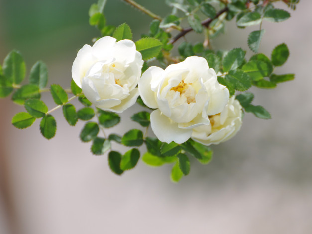 Обои картинки фото цветы, шиповник