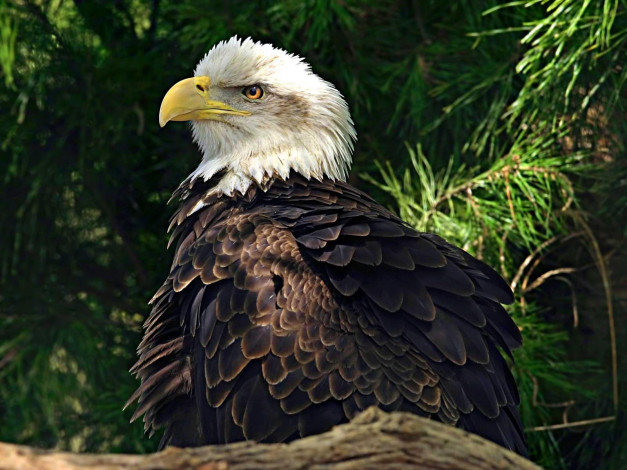 Обои картинки фото животные, птицы, хищники