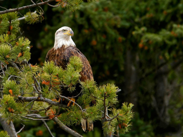 Обои картинки фото животные, птицы, хищники