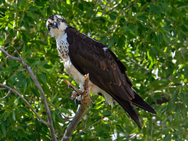 Обои картинки фото животные, птицы, хищники