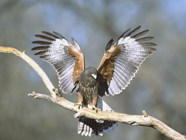 Обои картинки фото животные, птицы, хищники