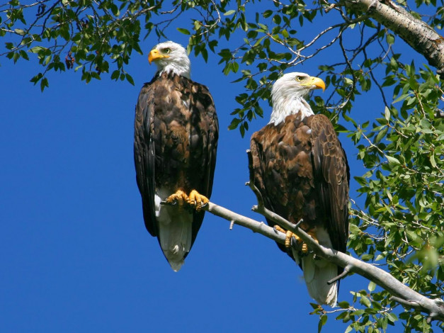 Обои картинки фото животные, птицы, хищники