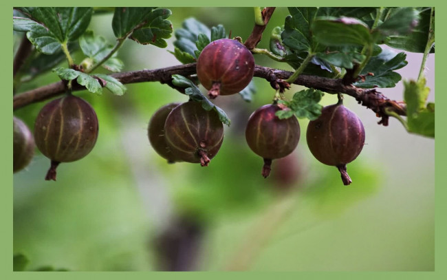 Обои картинки фото природа, Ягоды