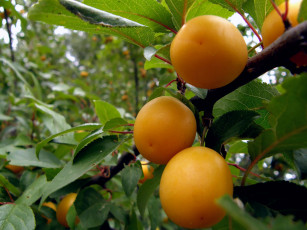 Картинка природа плоды оранжевые яркие