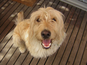 Картинка животные собаки