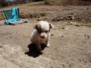 Картинка животные собаки щенок