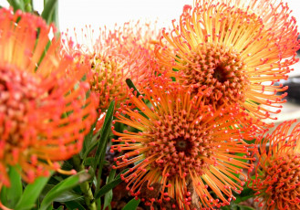 Картинка протея цветы круглый оранжевый