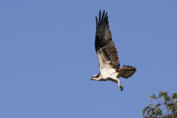 Картинка животные птицы хищники небо полёт