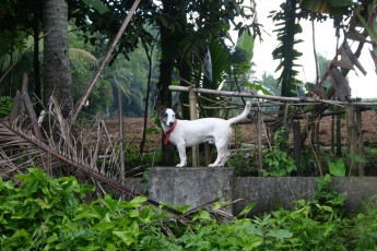 Картинка животные собаки