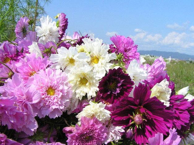 Обои картинки фото цветы, пионы, лепестки