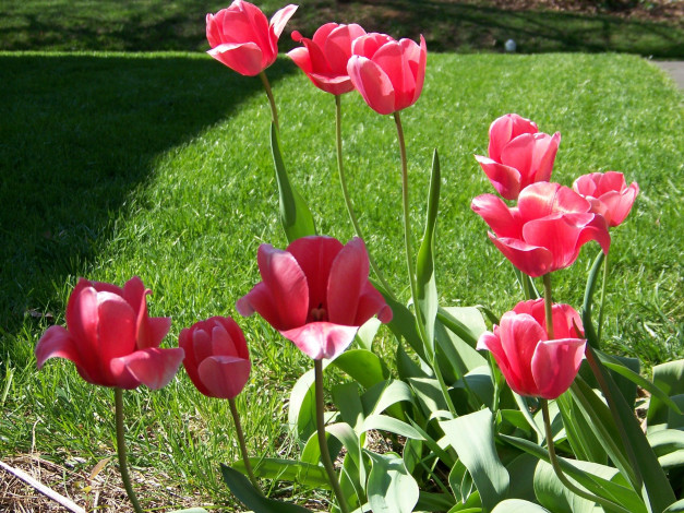 Обои картинки фото цветы, тюльпаны