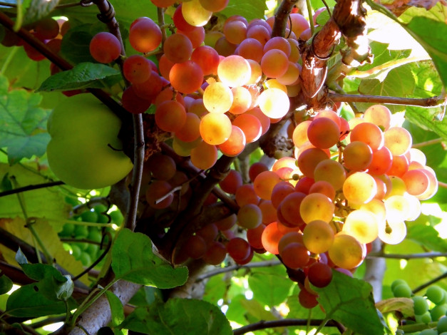 Обои картинки фото природа, Ягоды, виноград, ветка