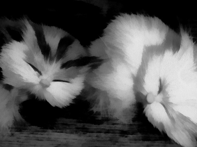 Обои картинки фото рисованные, животные, котики