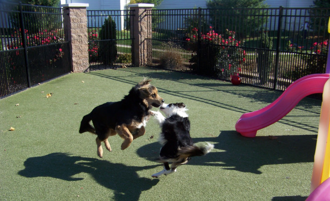 Обои картинки фото животные, собаки