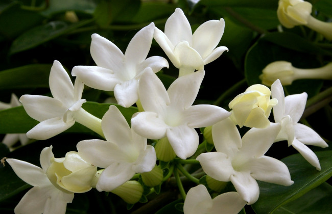 Обои картинки фото стефанотис, цветы, цветущие, деревья, кустарники, белый, звездочки