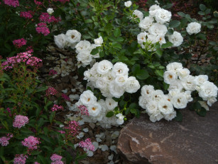 Картинка цветы розы