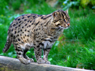 Картинка животные дикие кошки кот-енот кот-рыболов пятнистый