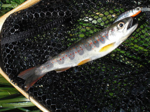 Картинка животные рыбы рыба сетка