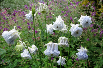 Картинка цветы аквилегия водосбор белый коломбина