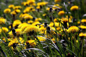 Картинка цветы одуванчики луг трава