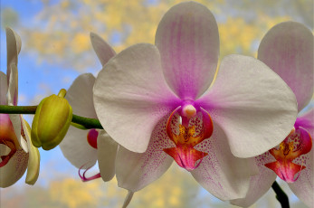 Картинка цветы орхидеи лепестки