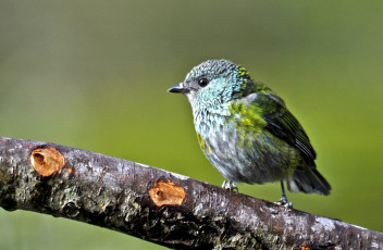 Картинка животные птицы маленький перья